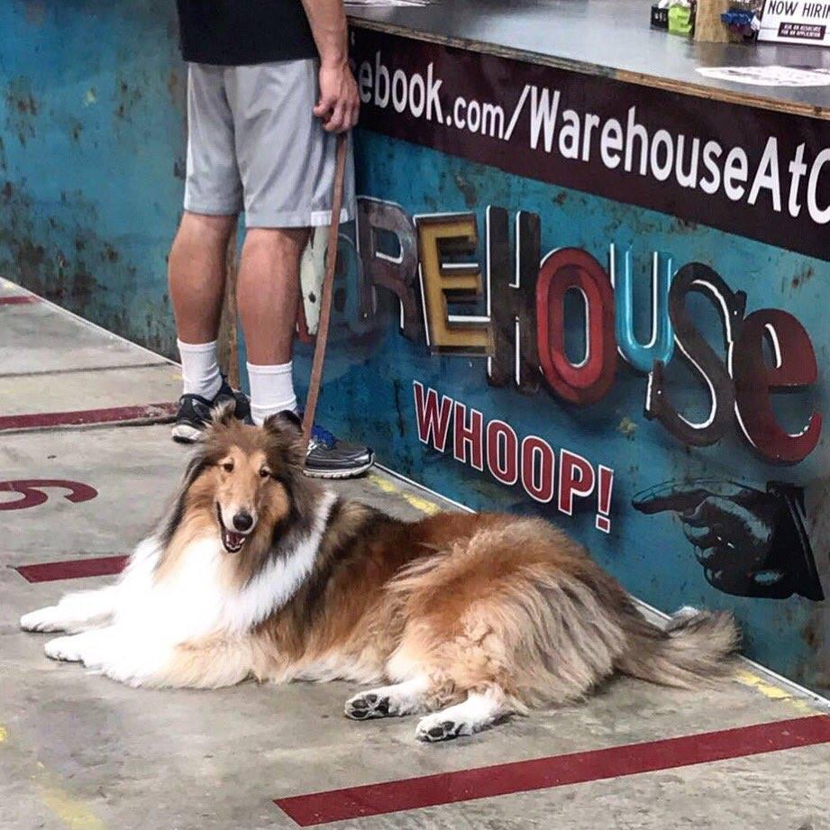 sheltie station dog hotel