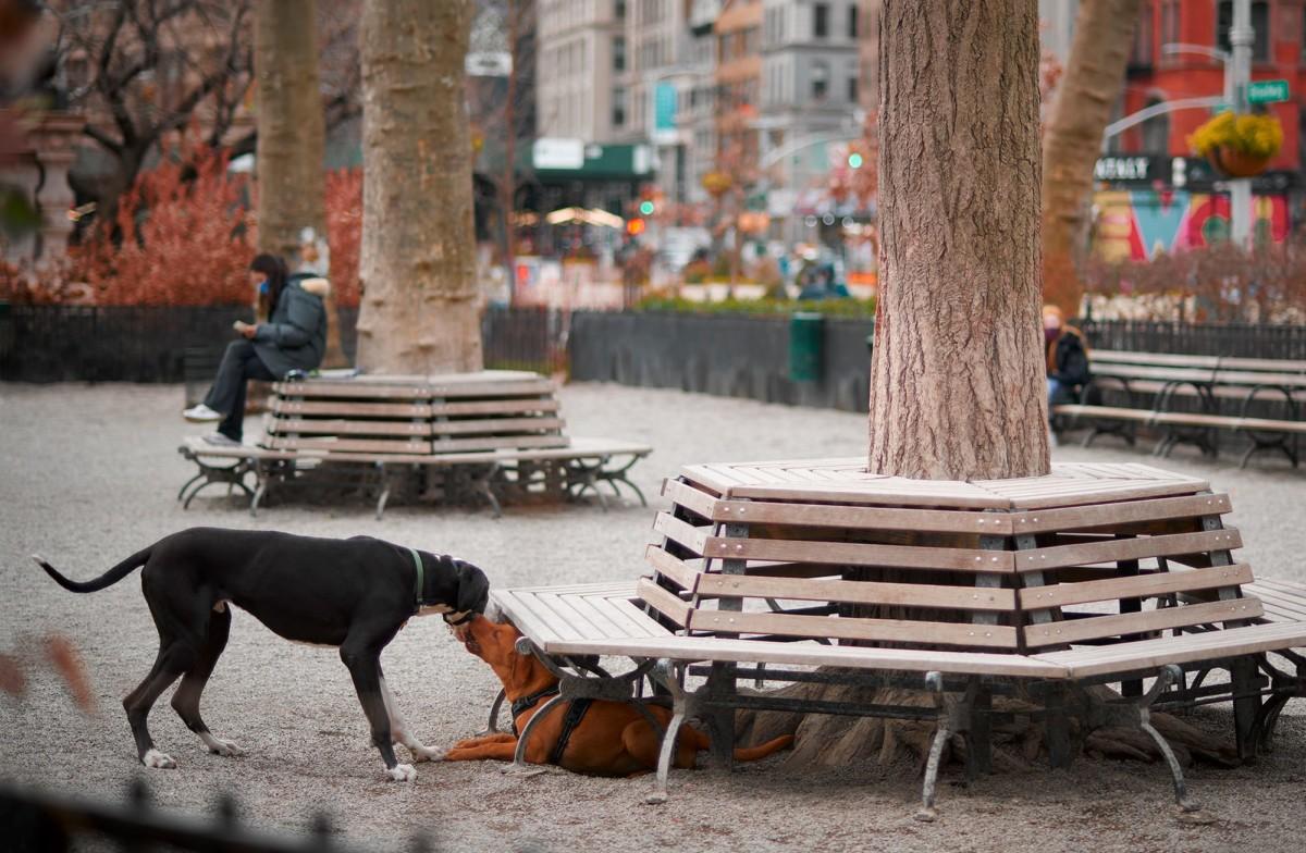 Pet Friendly Jemmy's Dog Run at Madison Square Park