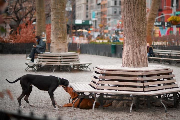 Pet Friendly Jemmy's Dog Run at Madison Square Park