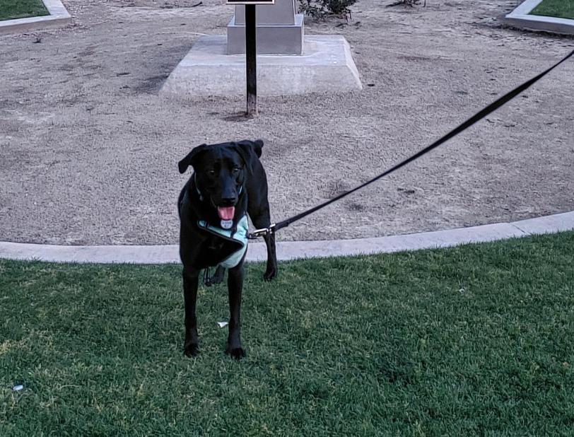Pet Friendly Ruth Hardy Park