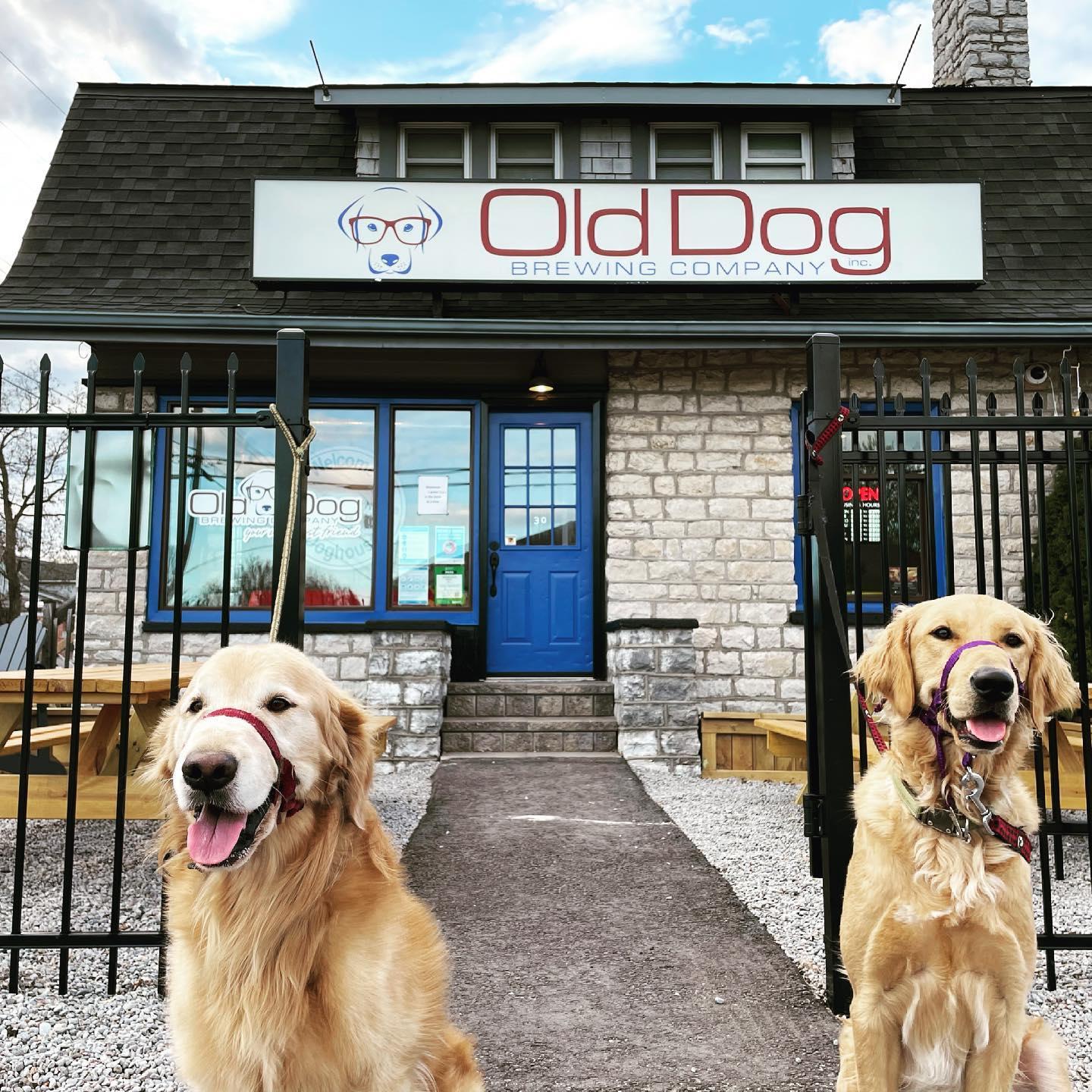 Pet Friendly Old Dog Brewing Company