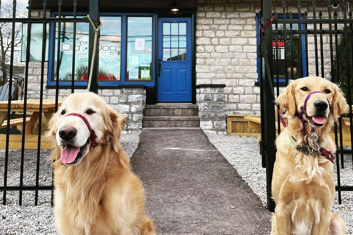 Pet Friendly Old Dog Brewing Company