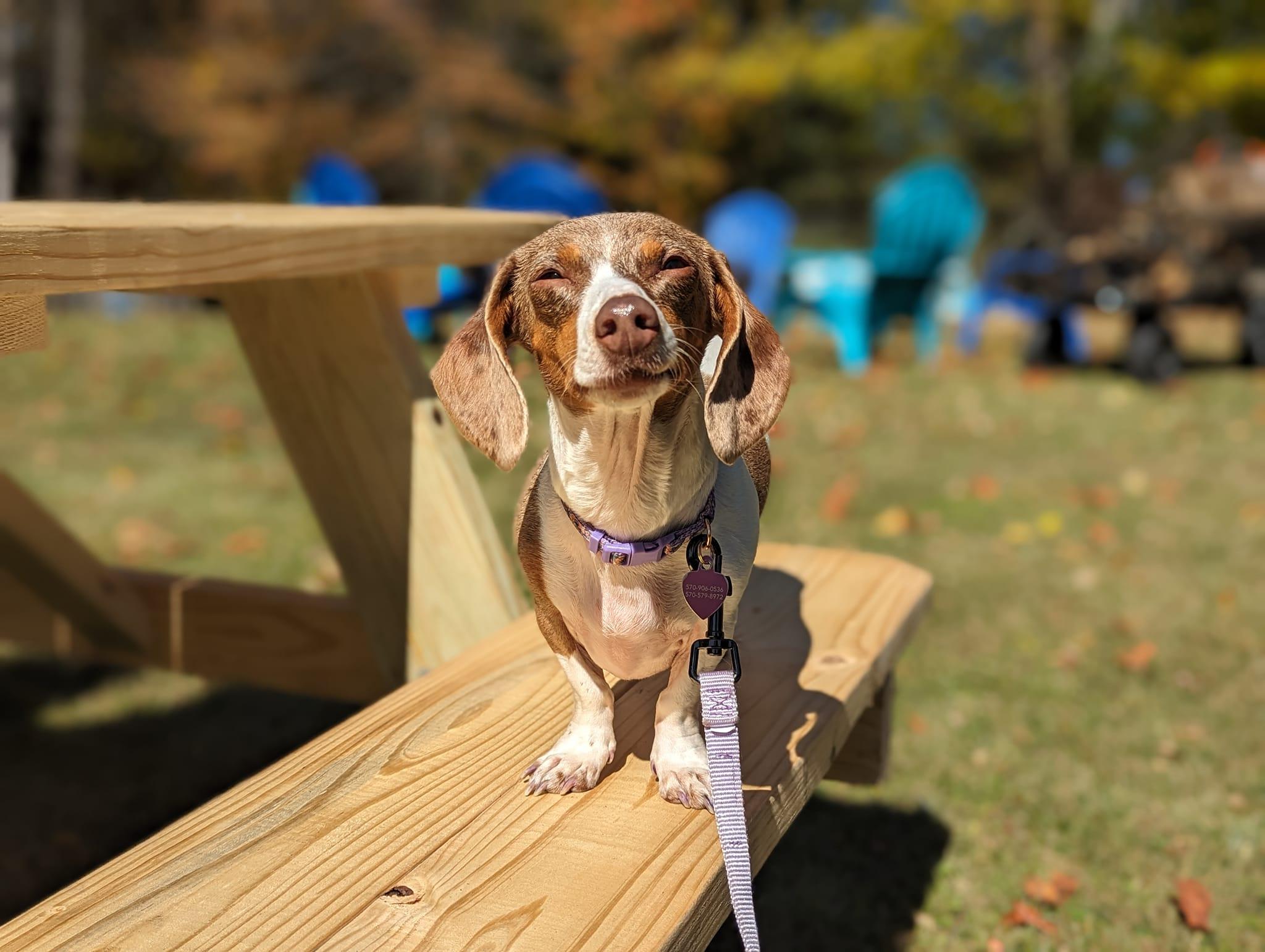 Pet Friendly WagWorld Pub & Event Center