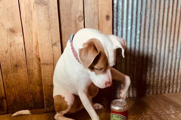 Pet Friendly Mad Jack's Mountain Brewery