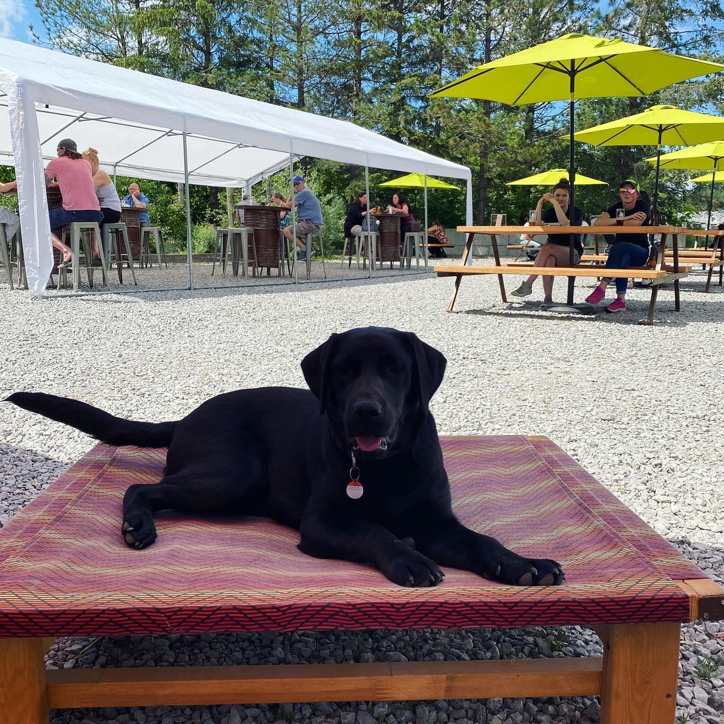 Pet Friendly The Second Wedge Brewing Company