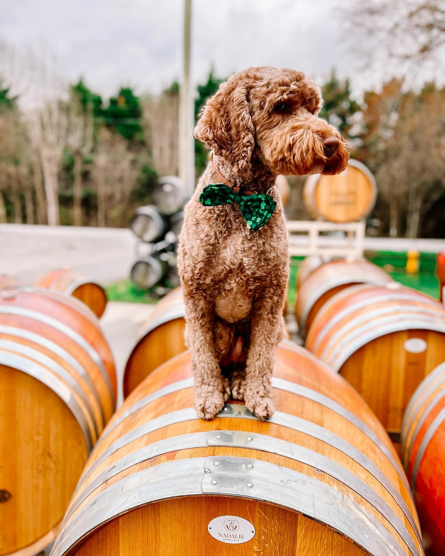 Dog Friendly Activity: Unleash Fun Adventures