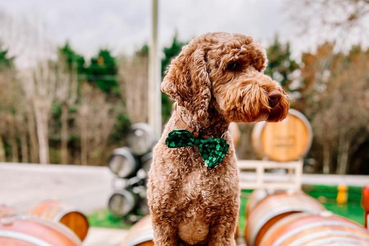 Dog Friendly Activity: Unleash Fun Adventures