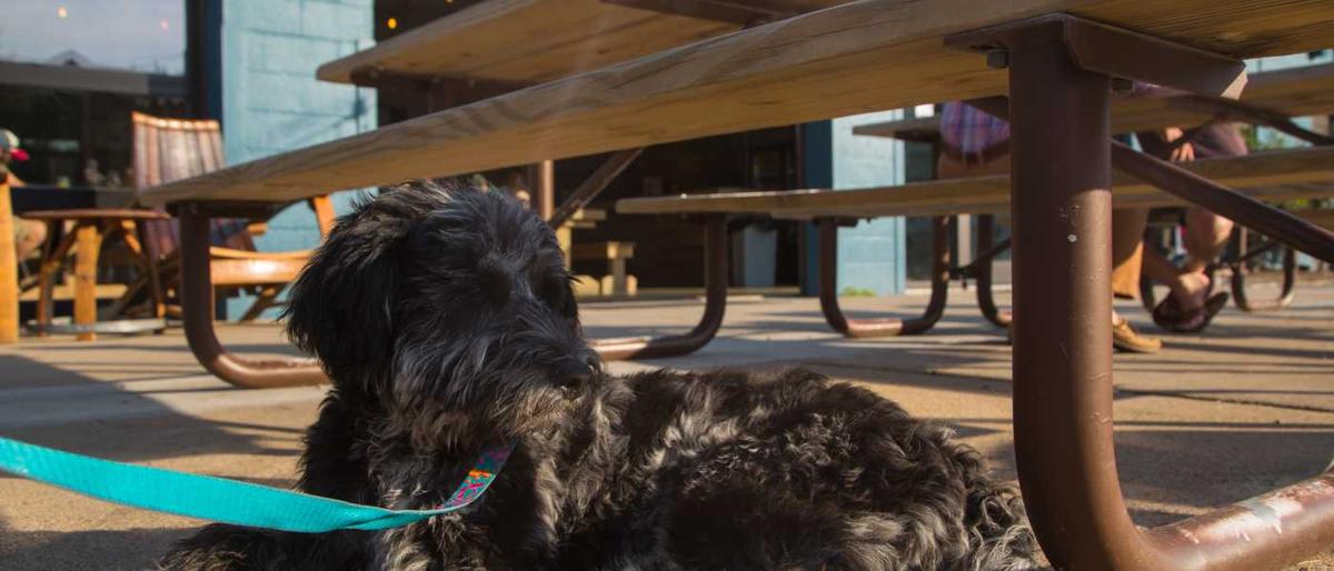 are dogs allowed on the boardwalk