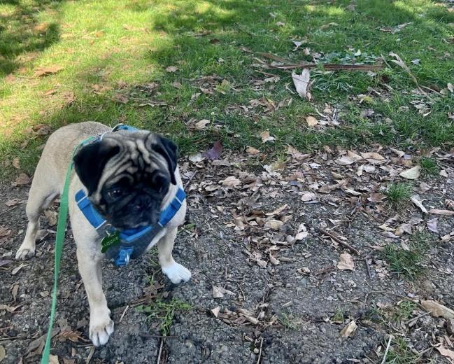 Pet Friendly Robson-Harrington Park