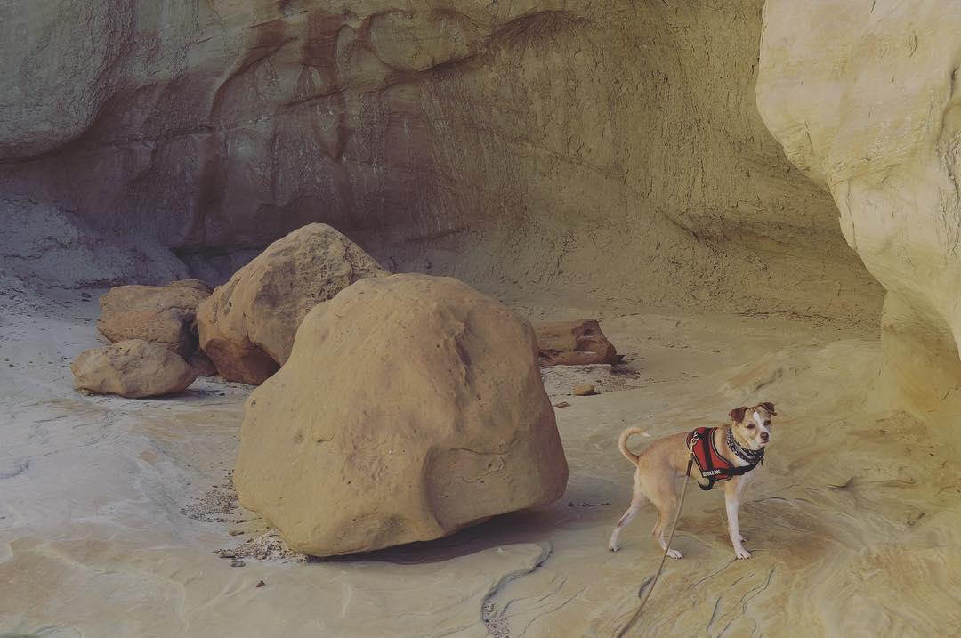 Grand staircase escalante dog top friendly hikes