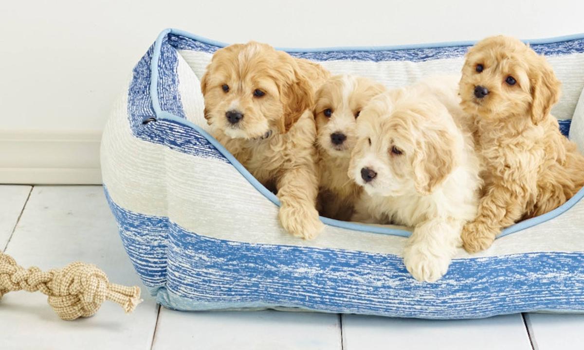 Marshalls deals dog beds