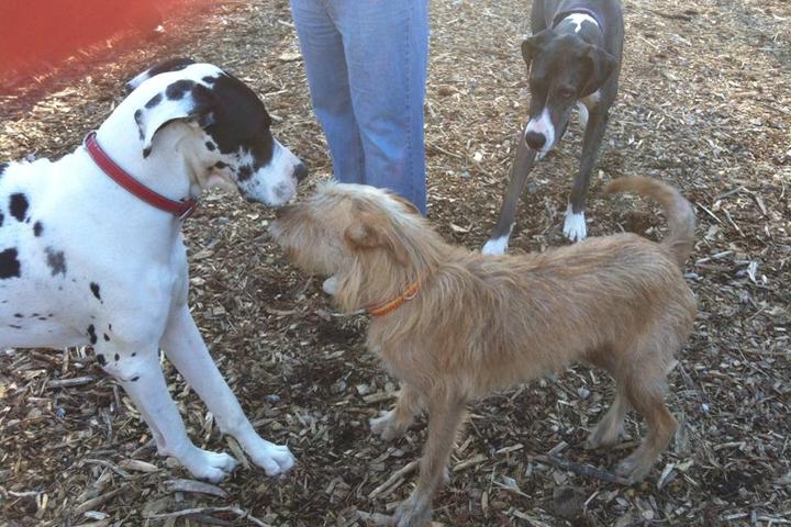 Pet Friendly Peachtree City (PTC) Dog Park