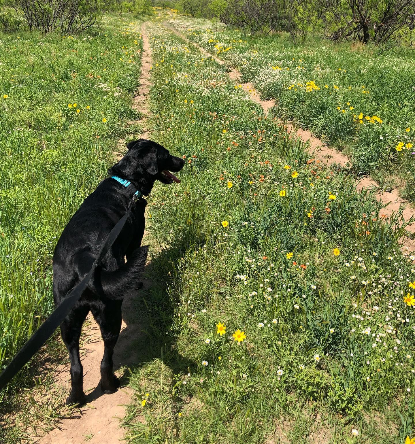 Pet Friendly Wildcat Bluff Nature Center