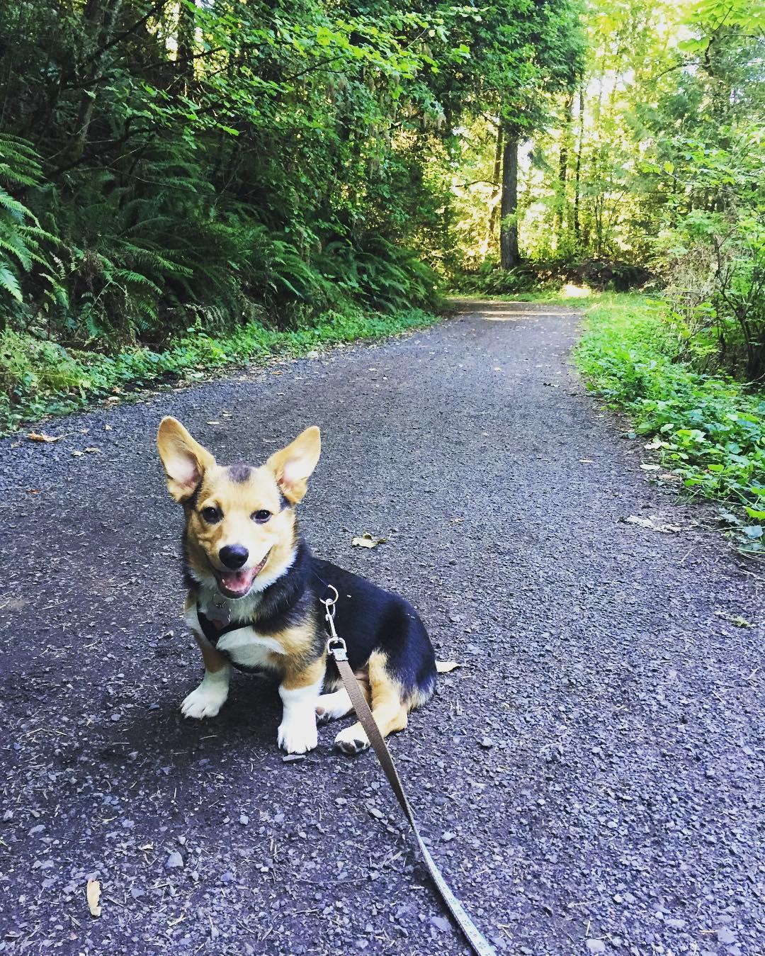 Pet Friendly Wildwood Trail in Forest Park