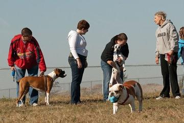 Dog Friendly Activities In Wichita Ks Bringfido