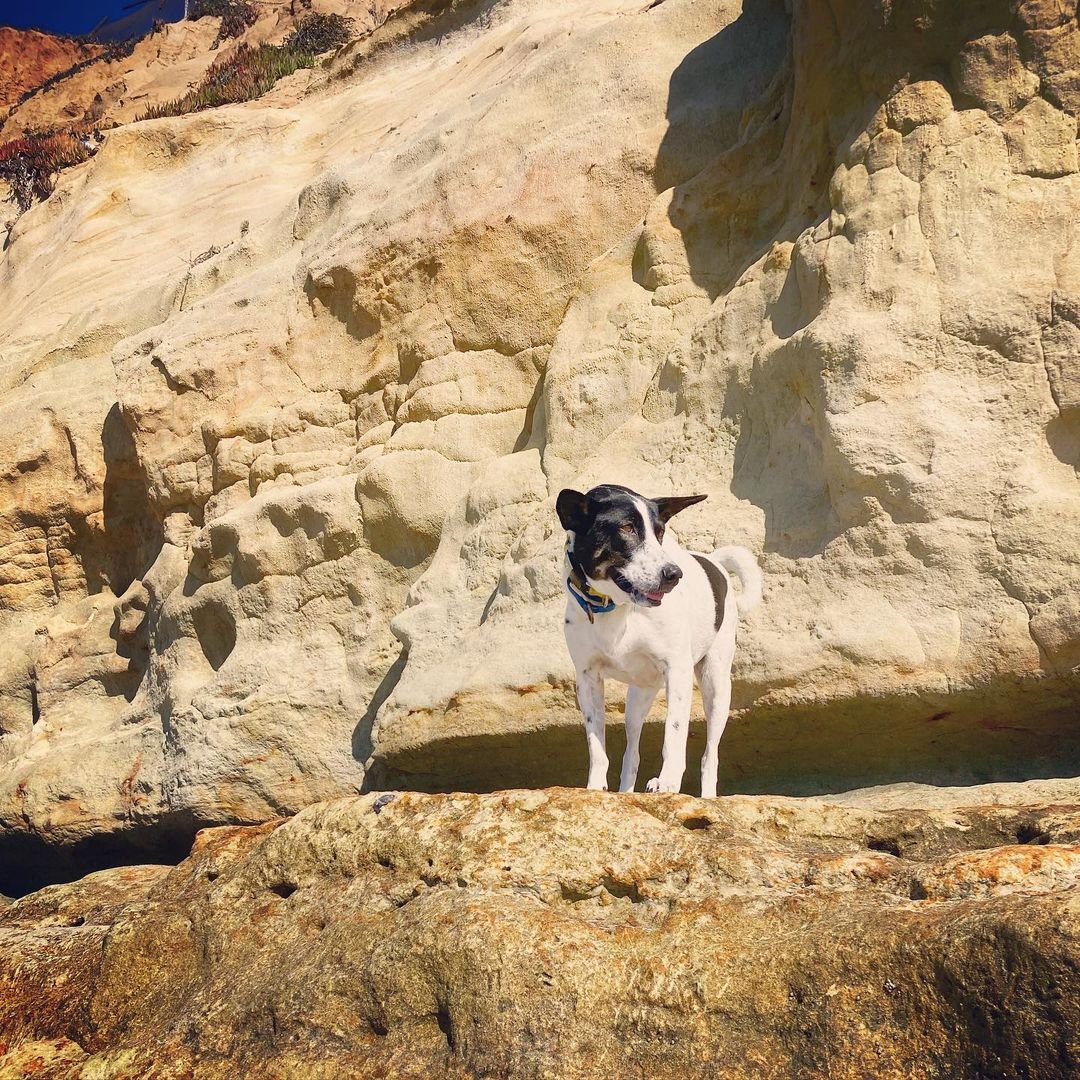 Photo of Lily the dog on a sandy ledge at the Original Dog Beach in dog-friendly San Diego, CA. Photo by @soidoglily.
