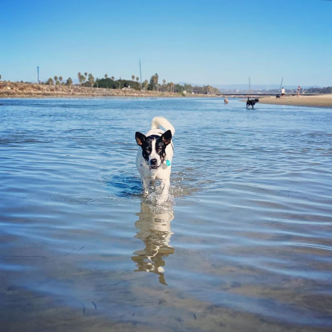 Picture of Lily the dog running in the waves at Ocean Beach Dog Beach, the Original Dog Beach in San Diego, CA. Photo by @soidoglily.