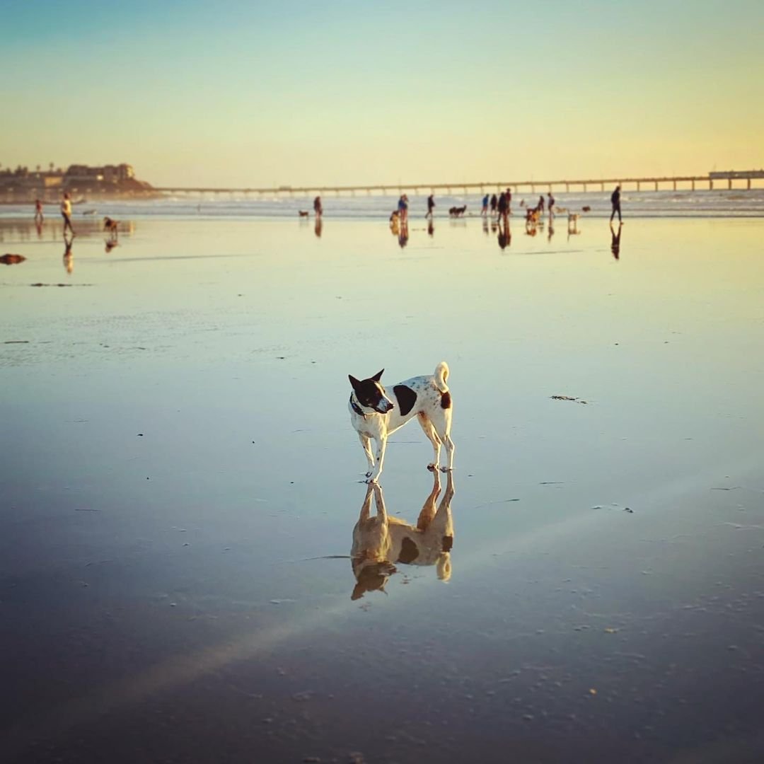Picture of a dog on the beach with people in the background at the Original Dog Beach at Ocean Beach in San Diego, CA. Photo by @soidoglily.