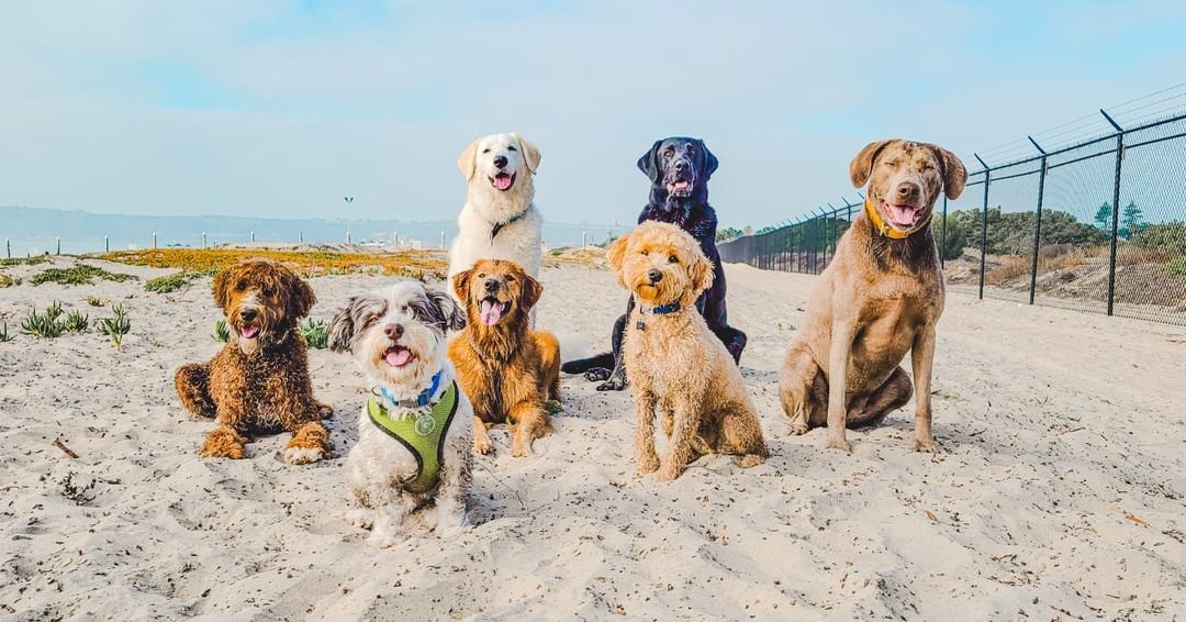 Photo of a group of dogs sitting and looking at the camera on The Original Dog Beach, a dog-friendly beach in San Diego, CA. Photo by @palsthatwander.