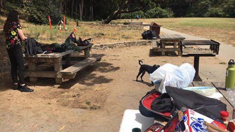 Pet Friendly Pine Lake Park Dog Play Area