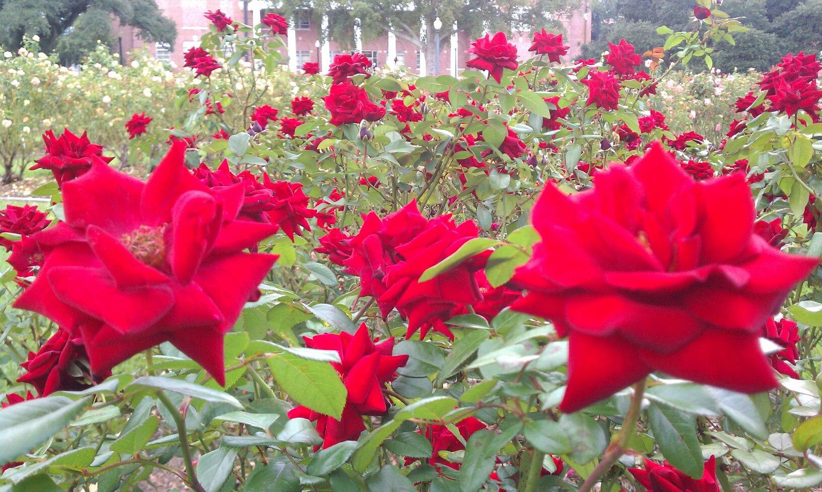 Pet Friendly All American Rose Garden