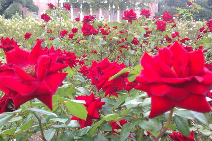 Pet Friendly All American Rose Garden