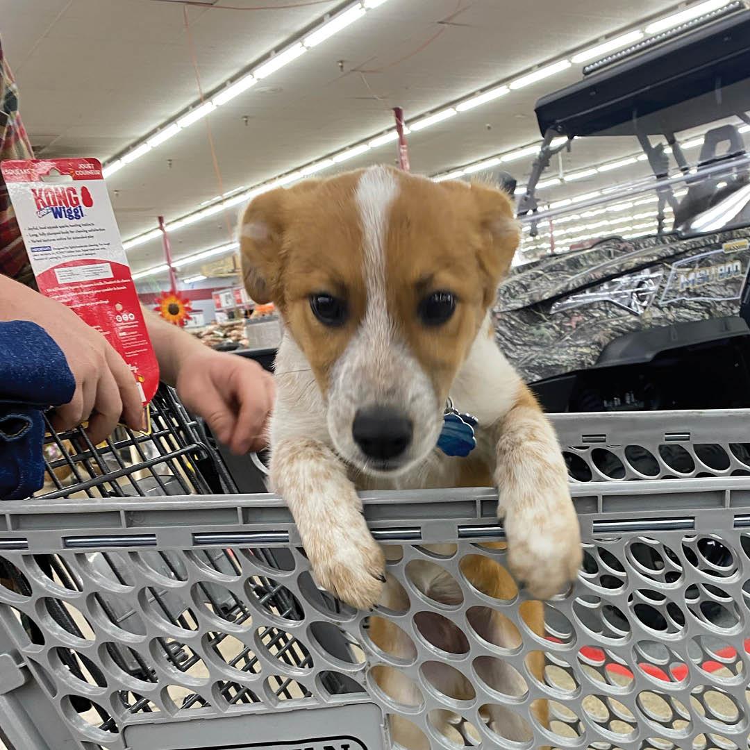 Dog Friendly Shopping in Florence KY BringFido