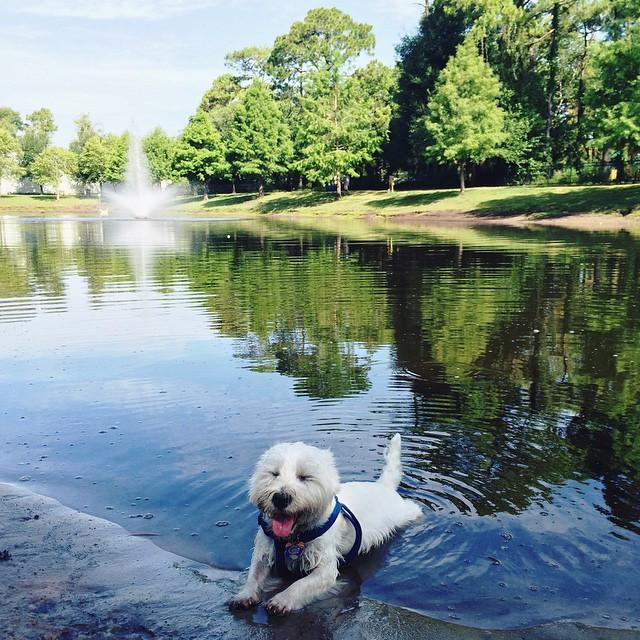 Atlantic Beach Dog Park