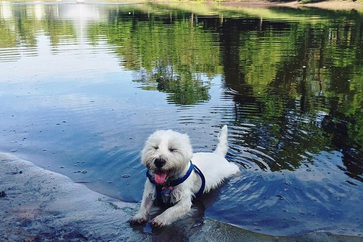 Pet Friendly Atlantic Beach Dog Park