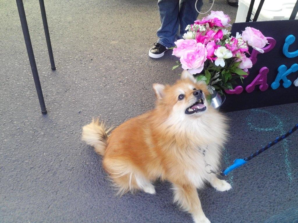 dog friendly stores 2018