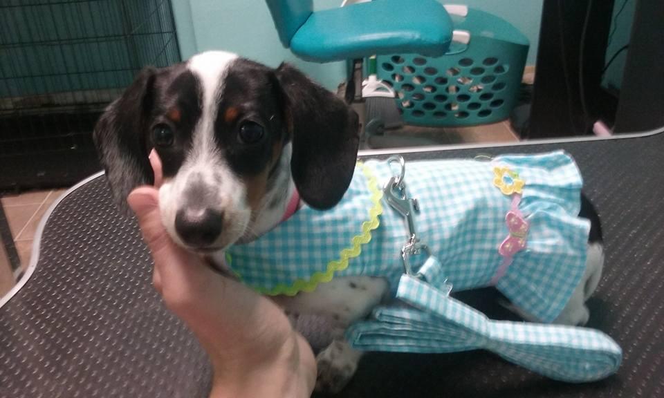 Pendleton Pupcakes