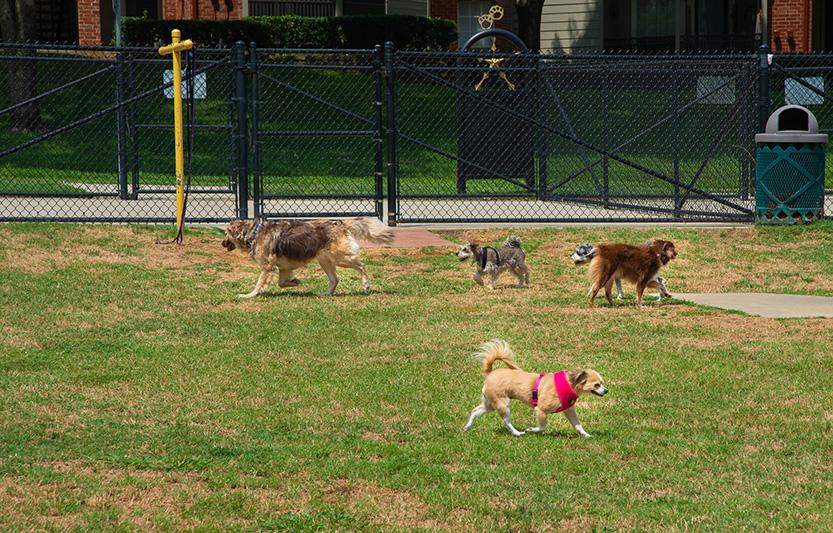 Pet Friendly Dog Park at Villages of Bear Creek Park