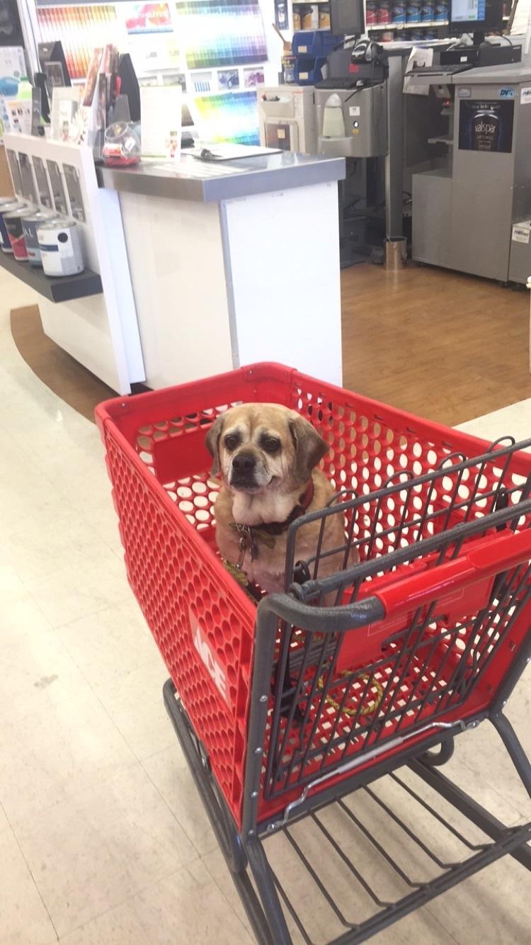 Ace Hardware Fort Collins
