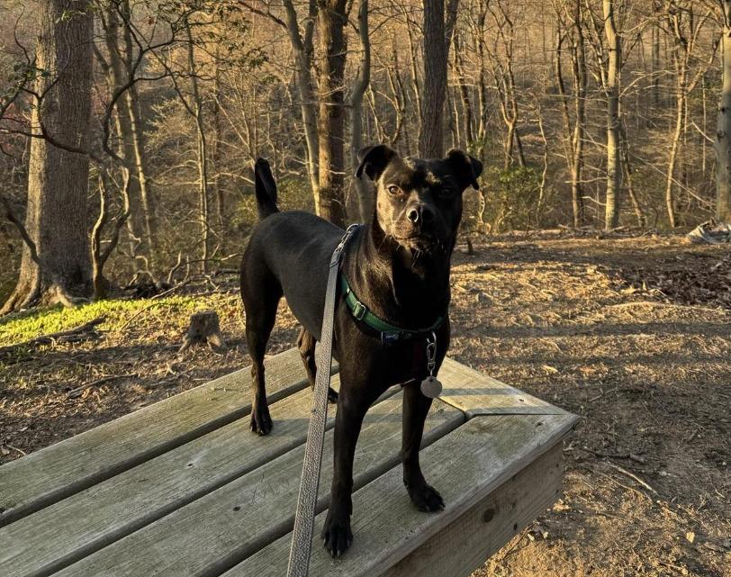Pet Friendly Northern Community Park