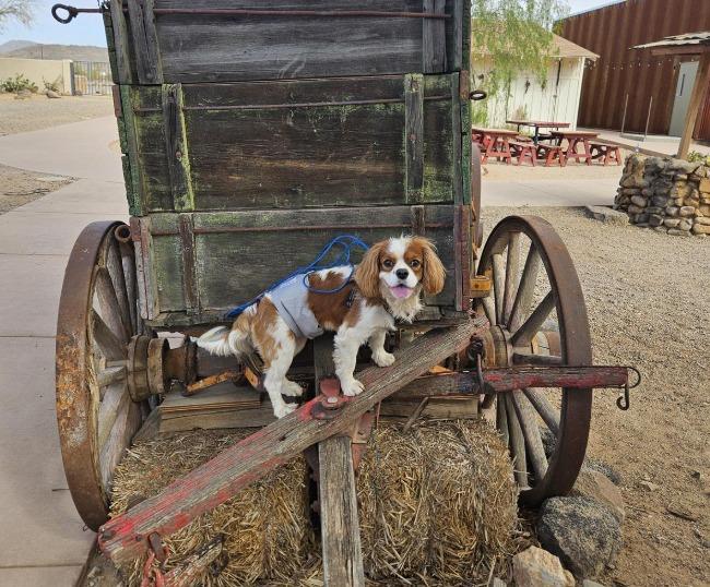 Pet Friendly Pioneer Living History Museum