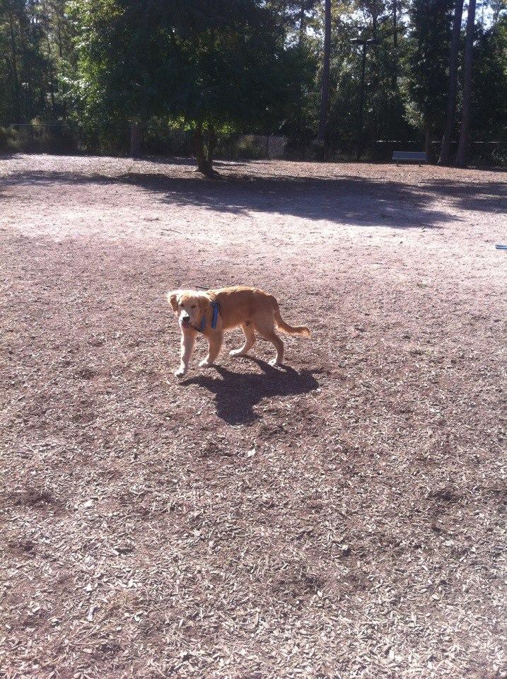 Bear branch best sale dog park