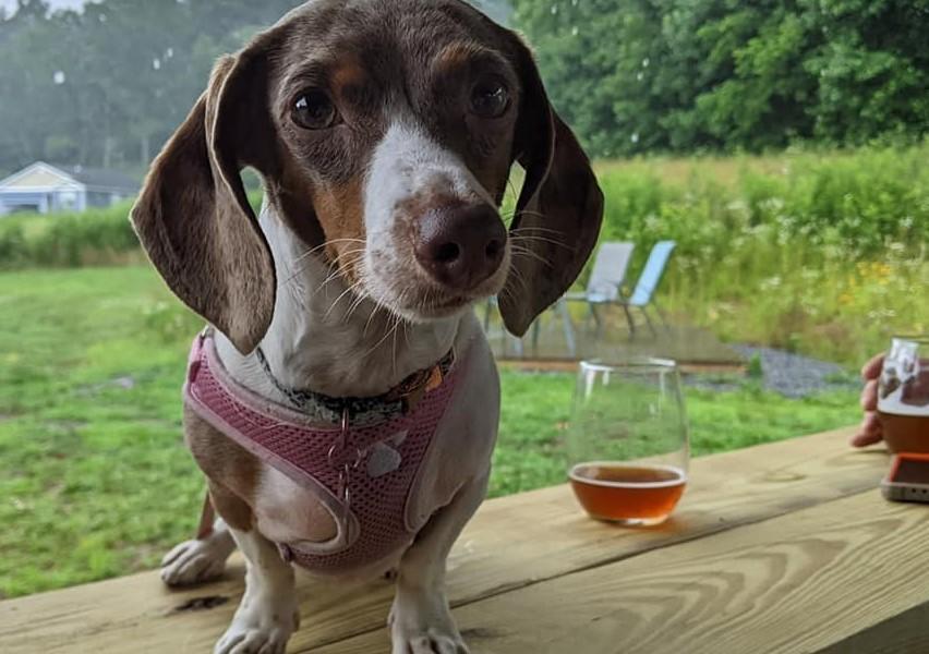 Paws for a Purpose at Sideways Farm & Brewery