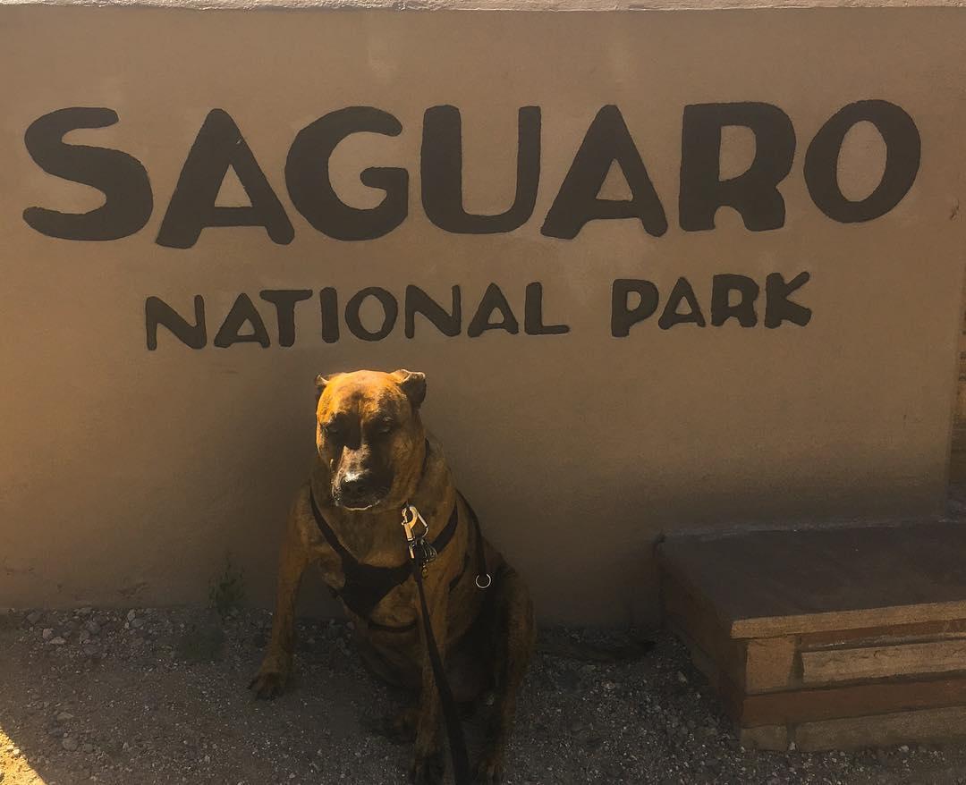 Pet Friendly Saguaro National Park