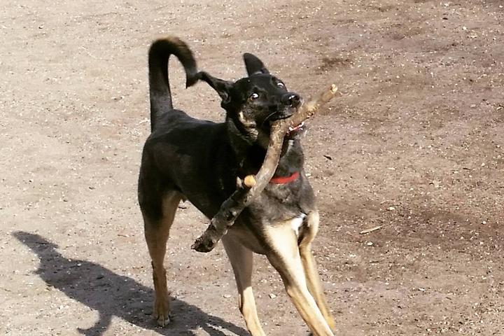 Pet Friendly Brower Park Off-Leash Area