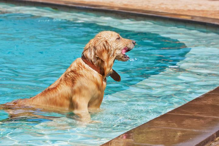 Pet Friendly Splash Your Pup