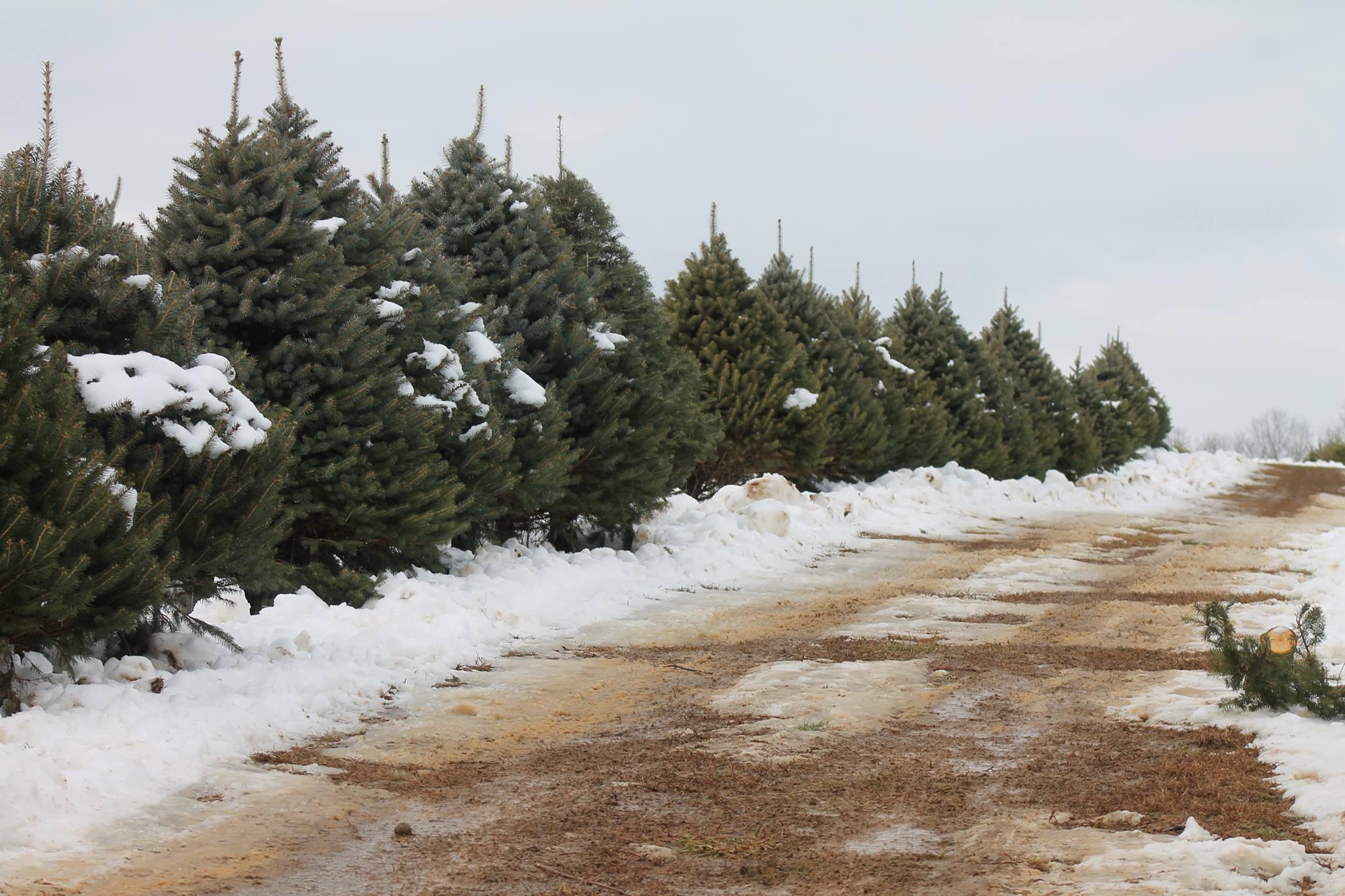 Moose Apple Christmas Tree Farm