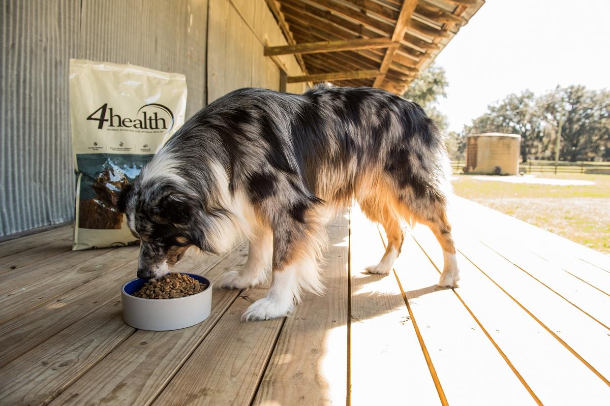 tractor supply dog water bowl