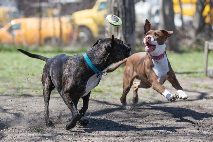 Pet Friendly Detroit Dog Park