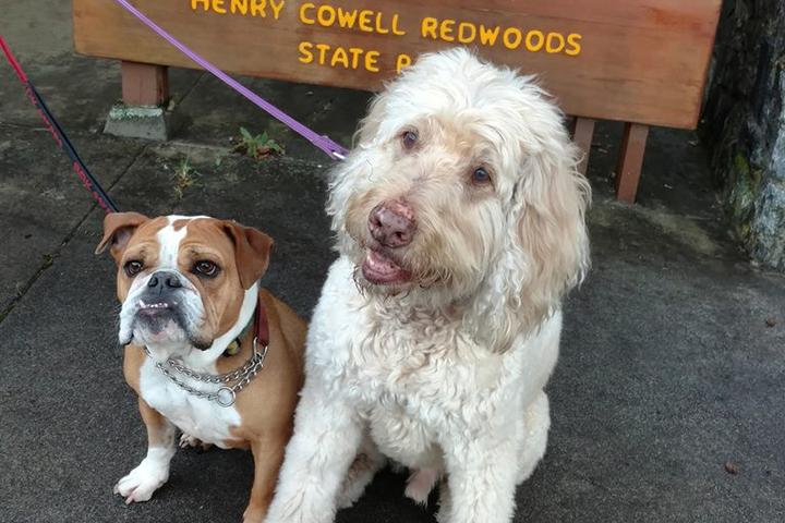Pet Friendly Henry Cowell Redwoods State Park
