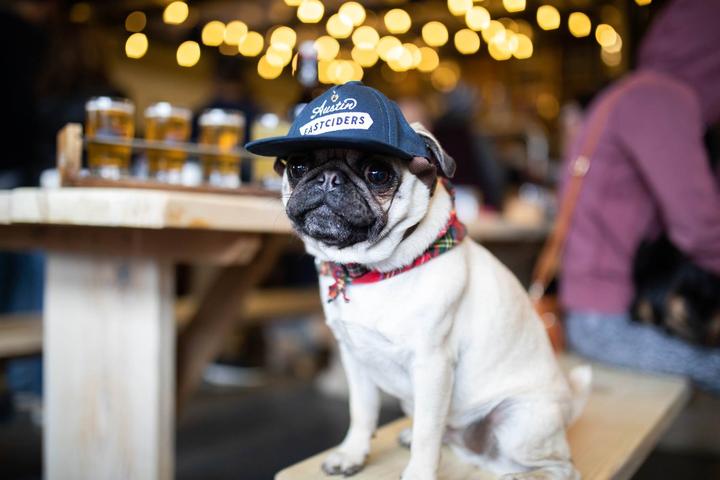 Pet Friendly Austin Eastciders Collaboratory