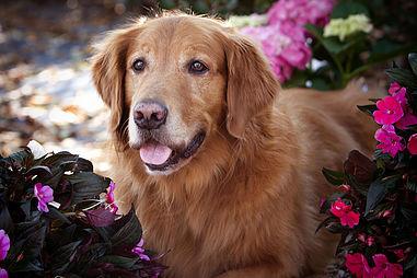 Marco Island Pet Friendly Resort