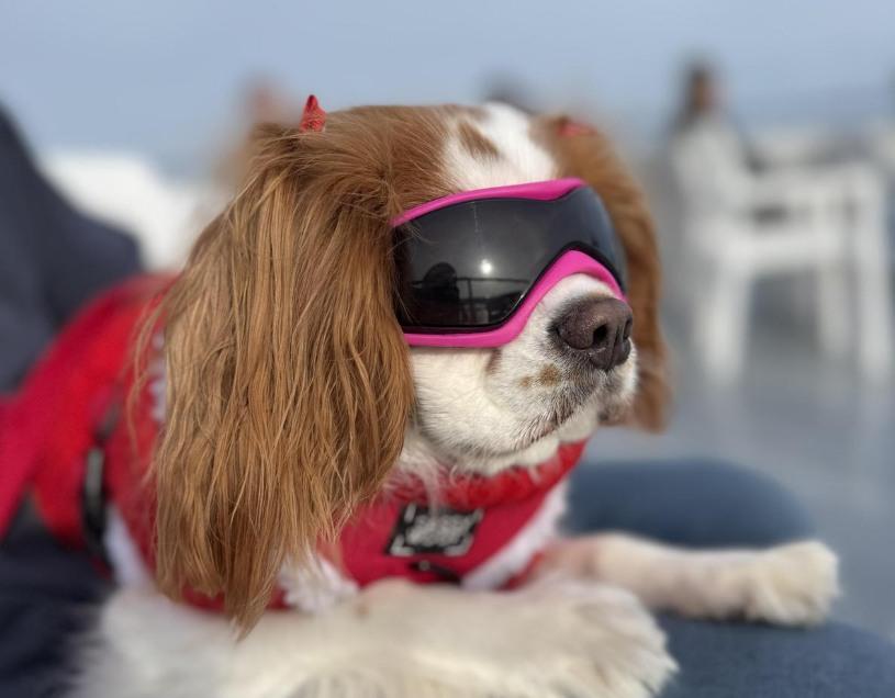 Pet Friendly Scenic Cruise of St. Augustine