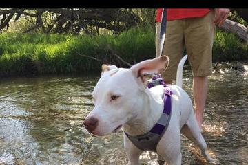 Dog Friendly Activities In Rochester Mn Bringfido