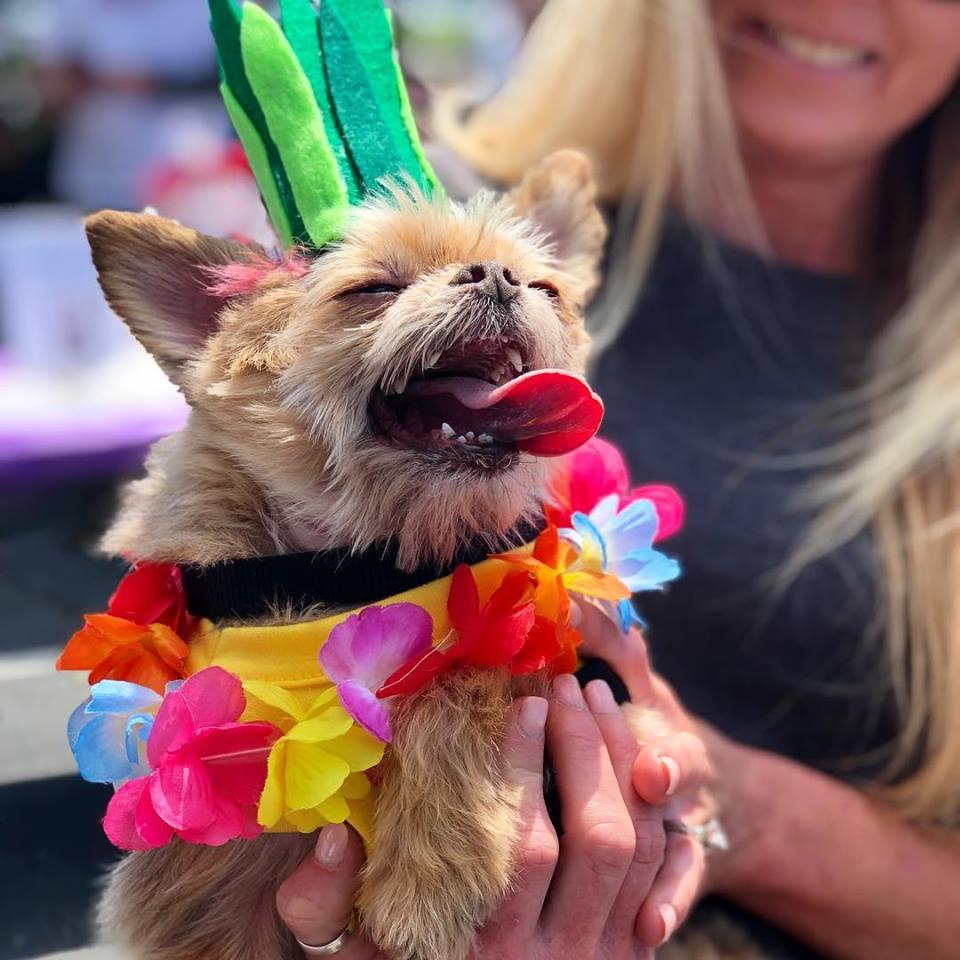 Dog Friendly Activities in Midlothian, VA - BringFido
