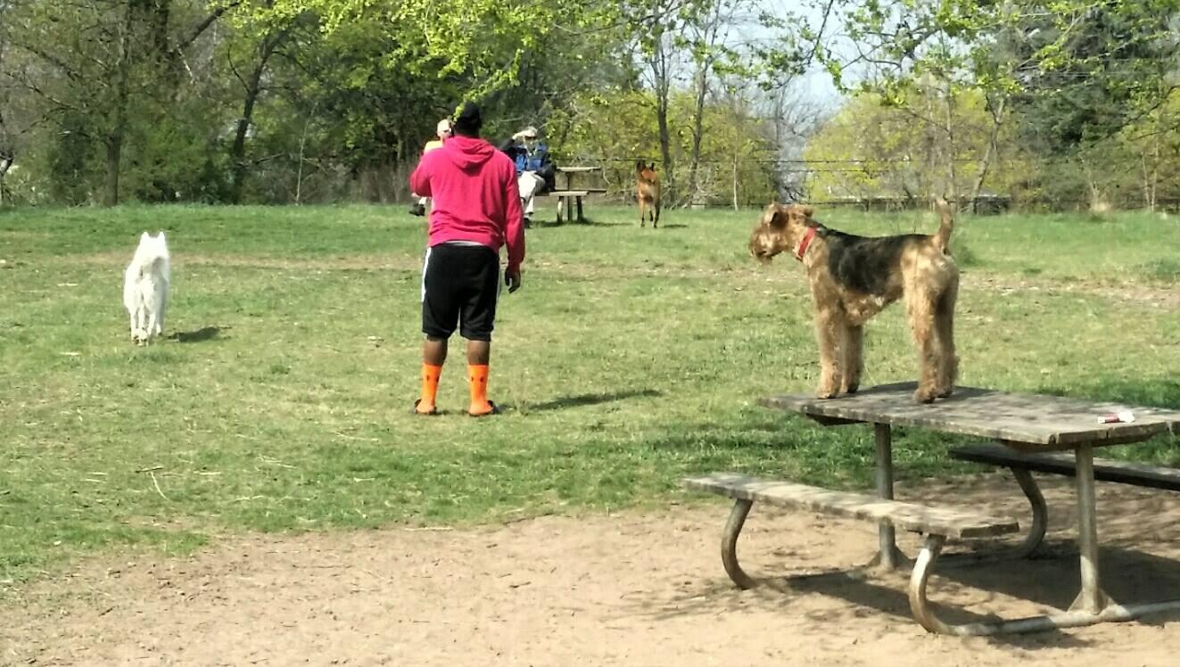 Off Leash Dog Parks In Saint Paul Mn Bringfido